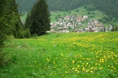 78 Pista da sci in fiore